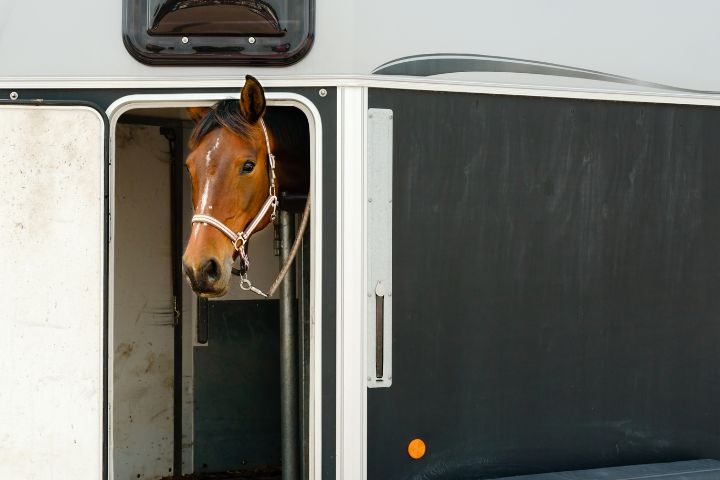 Elite Animal Transport About Us