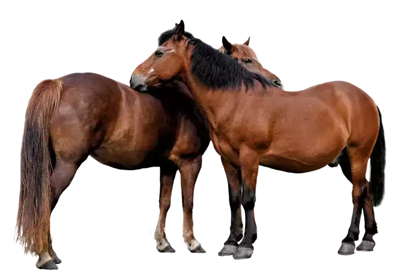 equestrian transport