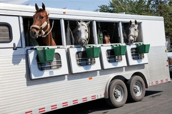 equestrian transport services near me
