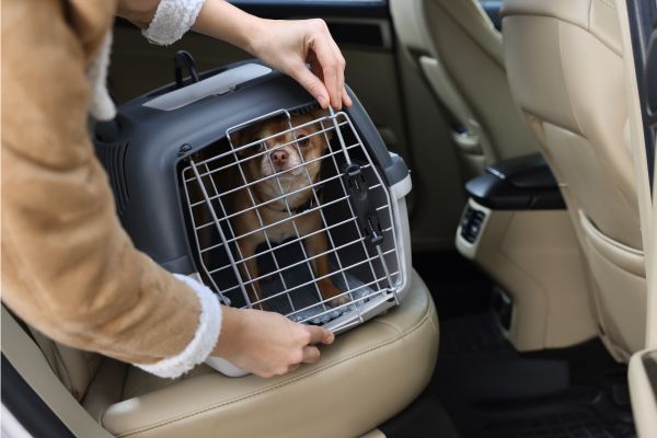 ground pet transport cost