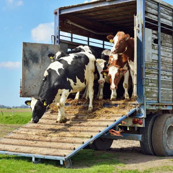 Elite Animal Transport About Us