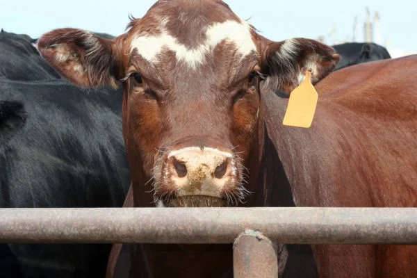 livestock transportation near me