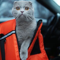 pet ground transportation