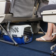 flight nanny for dogs
